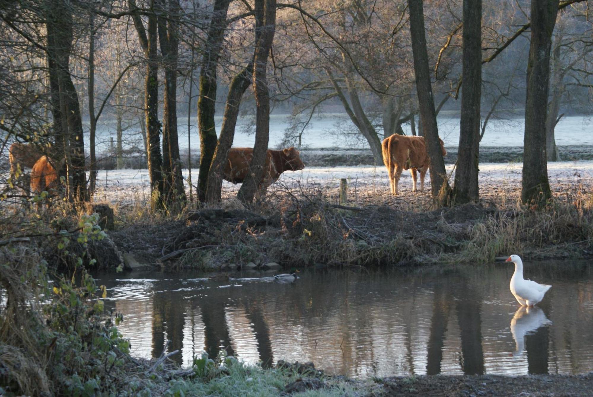 Le Gite De L Ourthe Ortheuville Exterior foto